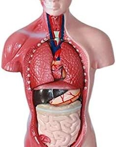 Modello anatomico del Corpo del Busto Maschile
