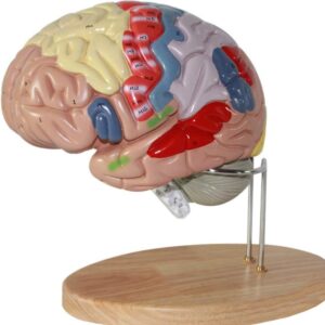 Anatomy Human Brain Brain Model